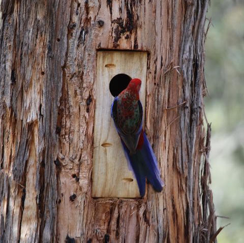 Navigate to the Nest Boxes & Hollows page