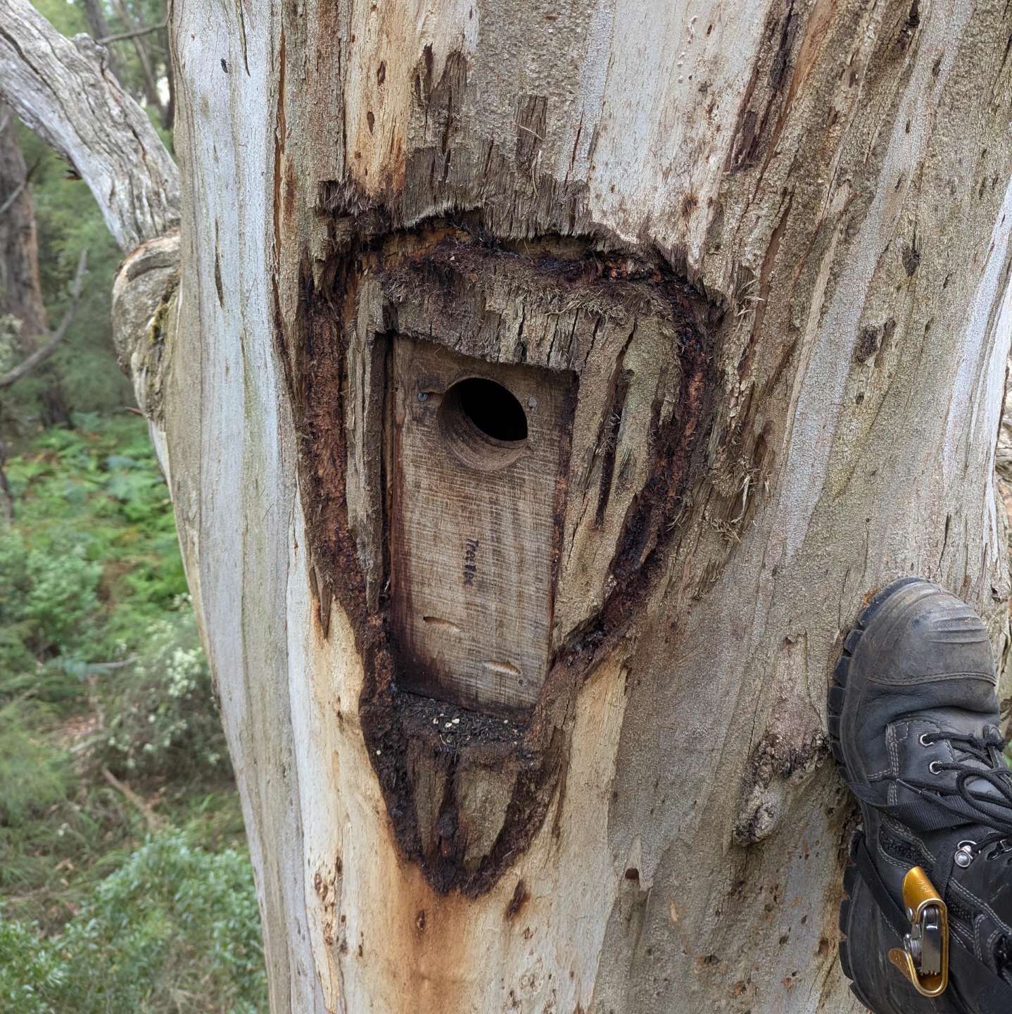 Nest box habitat
